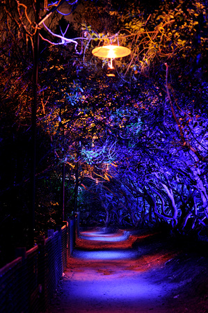 Illuminated Path