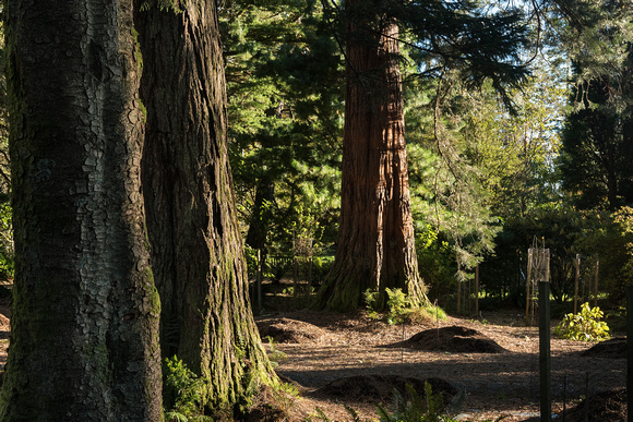 Sidelit Sequoia