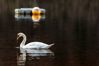 Loch Eck Swan