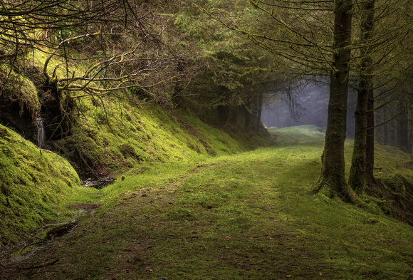 Misty Corner